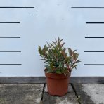 Červienka Fraserova (Photinia × fraseri) ‘LITTLE FENNA’ - výška 15-25, kont. C2L
